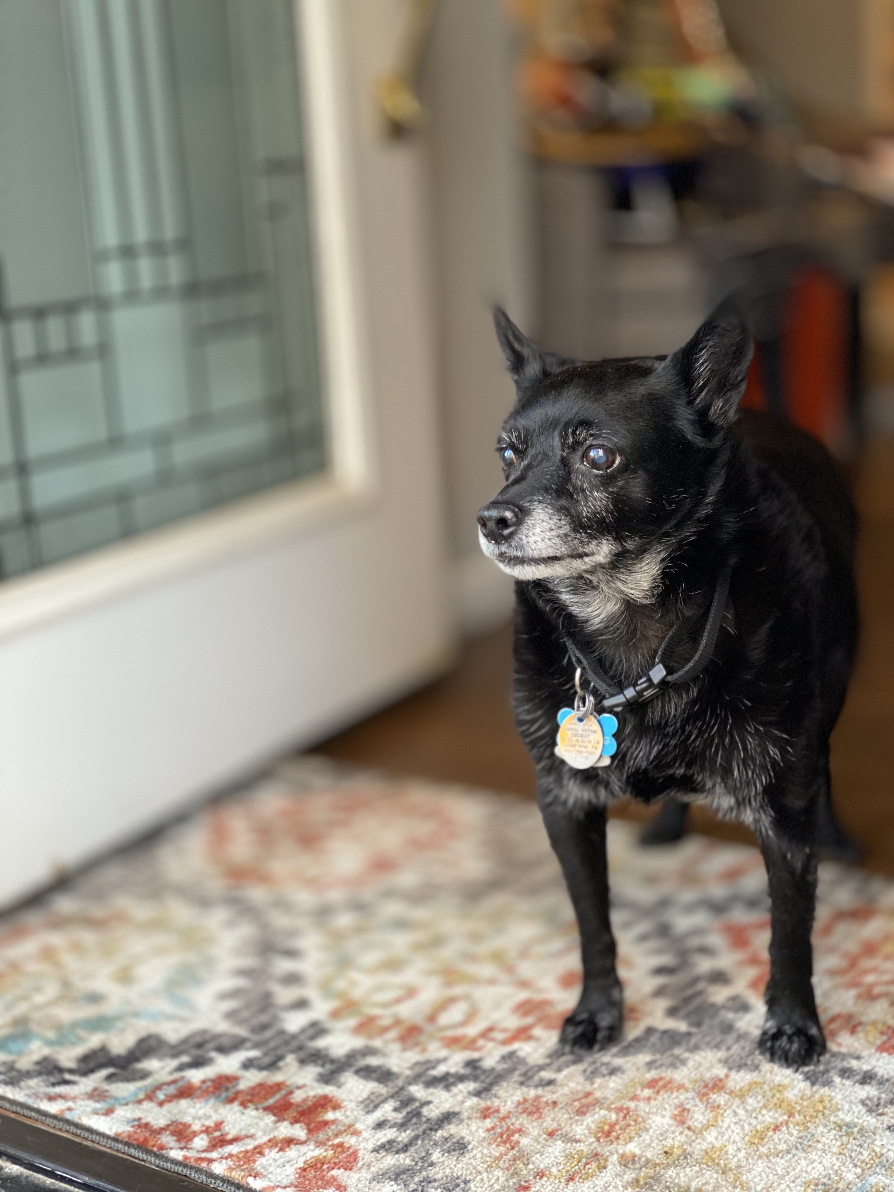 Pugsy the dog